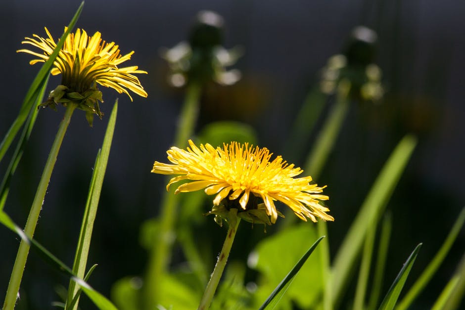 dandelion