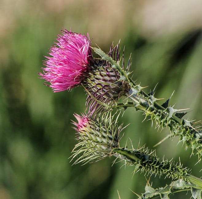 milk thistle