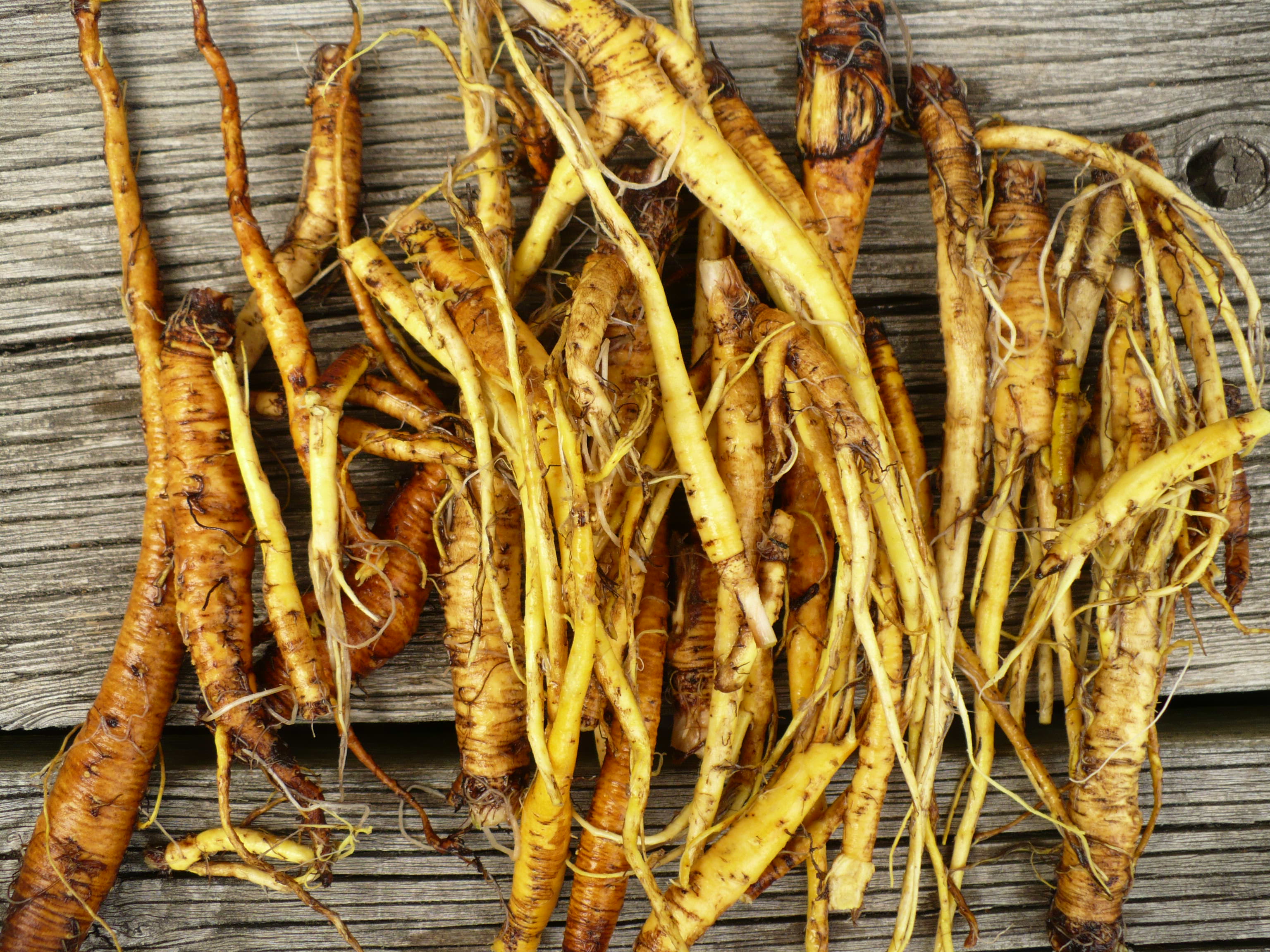 yellow dock root