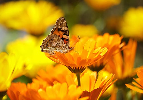 calendula