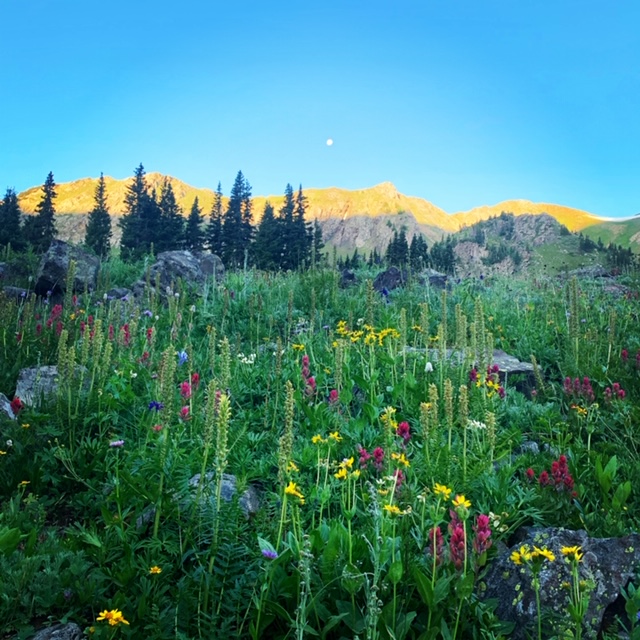 colorado meadow stillness